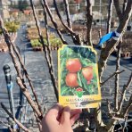 Stĺpovitá jabloň (Malus ballerina) ´WALTZ®´ - jesenná, výška 175-200 cm, kont. C70L